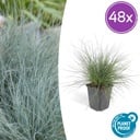 48x Festuca glauca 'Elijah Bleu' - ↕10-25cm - Ø9cm