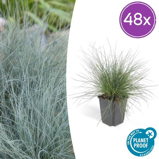 "48x Festuca glauca 'Elijah Bleu' - ↕10-25cm - Ø9cm image"