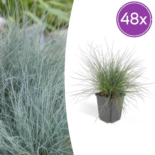 "Blauschwingel 'Elijah Bleu' 48er-Set (Festuca glauca) – winterhartes Ziergras, Topf-Ø 9 cm, Höhe ca. 25 cm image"