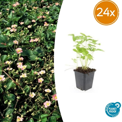 "24x Fragaria vesca - ↕10-25cm - Ø9cm image"