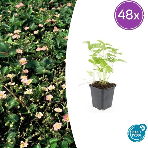 "Walderdbeere 48er-Set (Fragaria vesca) – winterharte Wildobst-Staude, Topf-Ø 9 cm, Höhe ca. 25 cm image"