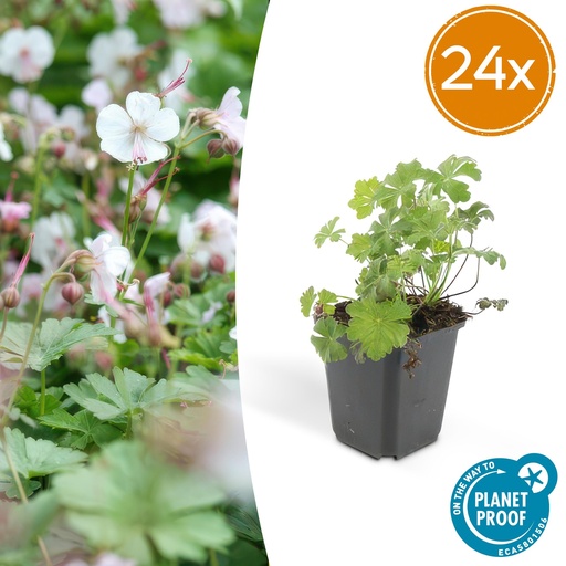 "24x Geranium cant. 'Biokovo' - ↕10-25cm - Ø9cm image"
