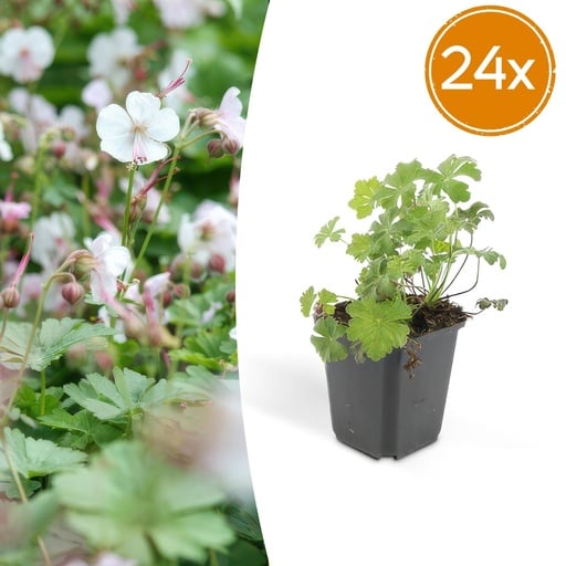 "Geranie 'Biokovo' 24er-Set (Geranium cantabrigiense) – winterharte Staude, Topf-Ø 9 cm, Höhe ca. 25 cm image"