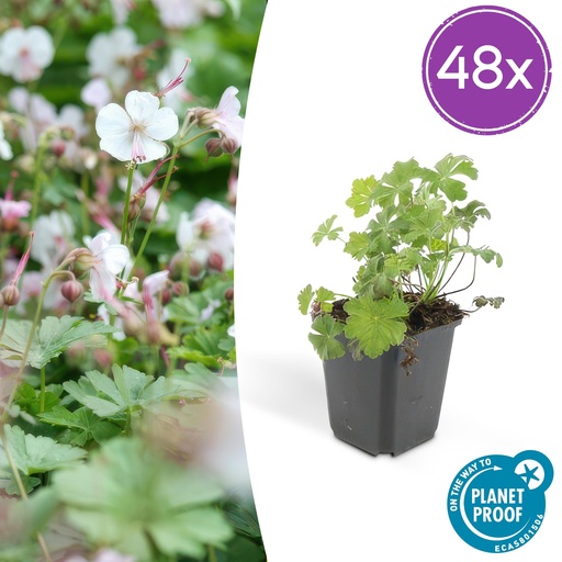 "48x Geranium cant. 'Biokovo' - ↕10-25cm - Ø9cm image"