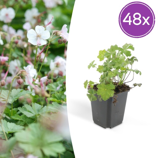 "Geranie 'Biokovo' 48er-Set (Geranium cantabrigiense) – winterharte Staude, Topf-Ø 9 cm, Höhe ca. 25 cm image"