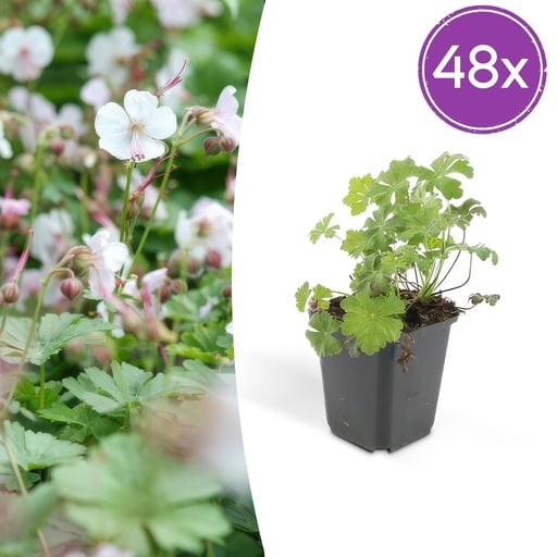 "Geranie 'Biokovo' 48er-Set (Geranium cantabrigiense) – winterharte Staude, Topf-Ø 9 cm, Höhe ca. 25 cm image"