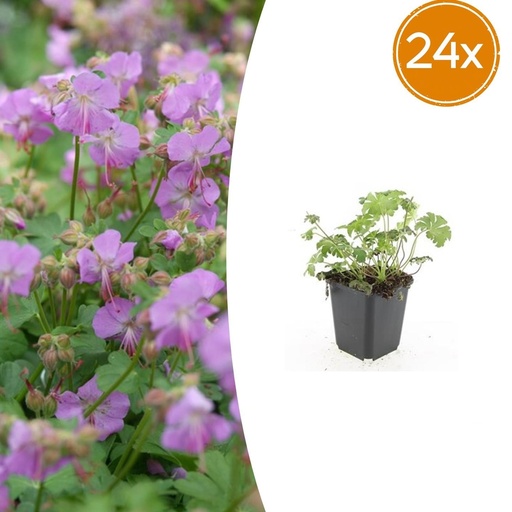 "Geranie 'Cambridge' 24er-Set (Geranium cantabrigiense) – winterharte Staude, Topf-Ø 9 cm, Höhe ca. 25 cm image"