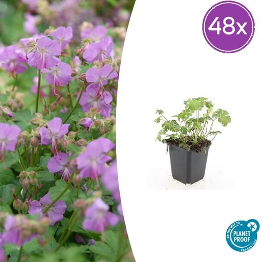 "Geranie 'Cambridge' 48er-Set (Geranium cantabrigiense) – winterharte Staude, Topf-Ø 9 cm, Höhe ca. 25 cm image"