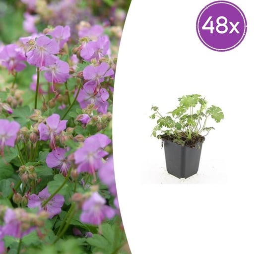"Geranie 'Cambridge' 48er-Set (Geranium cantabrigiense) – winterharte Staude, Topf-Ø 9 cm, Höhe ca. 25 cm image"