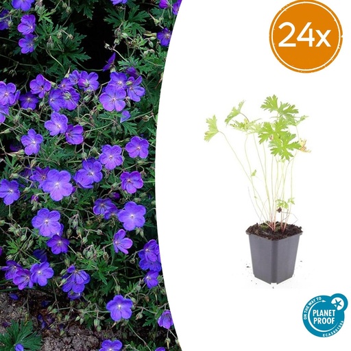 "24x Geranium 'Johnson's Blue' - ↕10-25cm - Ø9cm image"