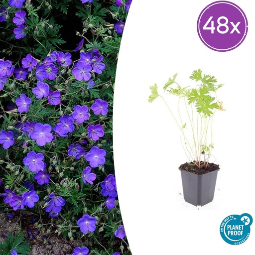 "Storchschnabel 'Johnson' 48er-Set (Geranium s) – winterharte Staude, Topf-Ø 9 cm, Höhe ca. 25 cm image"