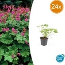 24x Geranium macr. 'Czakor' - ↕10-25cm - Ø9cm