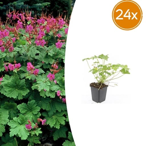 "Geranie 'Czakor' 24er-Set (Geranium macrorrhizum) – winterharte Staude, Topf-Ø 9 cm, Höhe ca. 25 cm image"