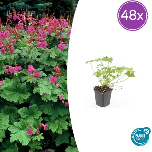 "48x Geranium macr. 'Czakor' - ↕10-25cm - Ø9cm image"