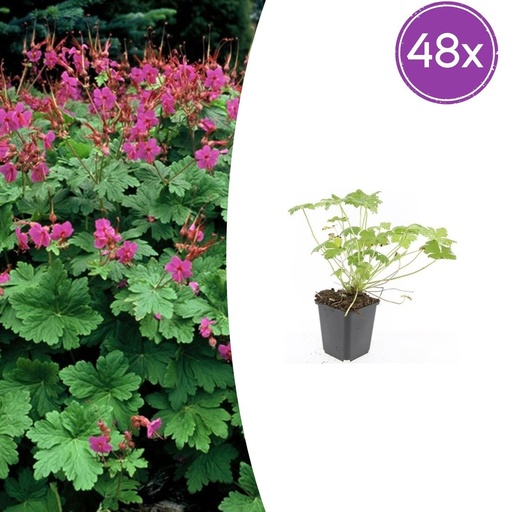 "Geranie 'Czakor' 48er-Set (Geranium macrorrhizum) – winterharte Staude, Topf-Ø 9 cm, Höhe ca. 25 cm image"