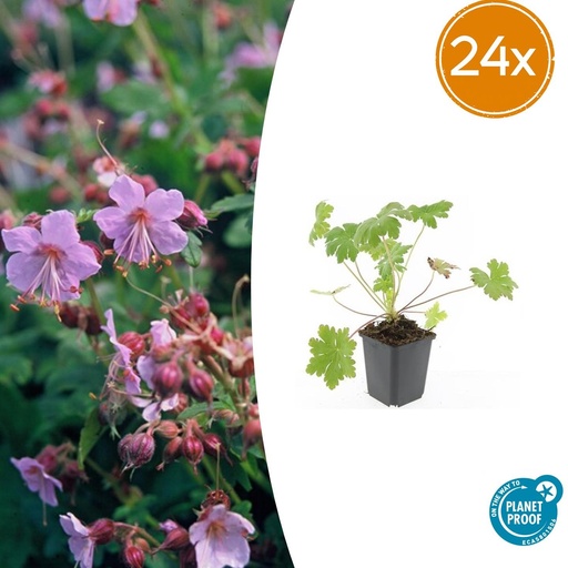 "24x Geranium macr. 'Ingwersen's Var.' - ↕10-25cm - Ø9cm image"