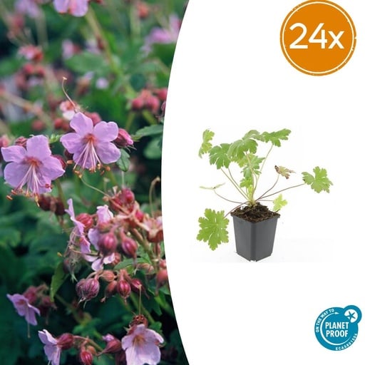"Storchschnabel 'Ingwersen' 24er-Set (Geranium macrorrhizum) – winterharte Staude, Topf-Ø 9 cm, Höhe ca. 25 cm image"