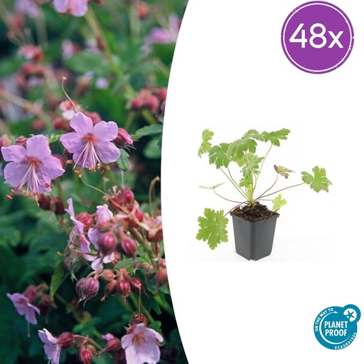 "Storchschnabel 'Ingwersen' 48er-Set (Geranium macrorrhizum) – winterharte Staude, Topf-Ø 9 cm, Höhe ca. 25 cm image"