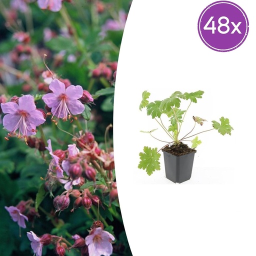 "Storchschnabel 'Ingwersen' 48er-Set (Geranium macrorrhizum) – winterharte Staude, Topf-Ø 9 cm, Höhe ca. 25 cm image"