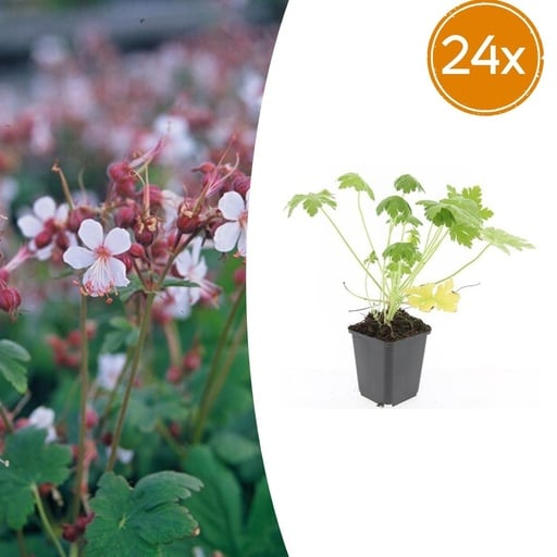 "Geranie 'Spessart' 24er-Set (Geranium macrorrhizum) – winterharte Staude, Topf-Ø 9 cm, Höhe ca. 25 cm image"