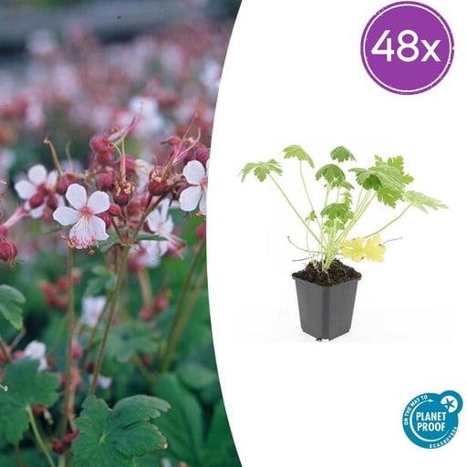 "Geranie 'Spessart' 48er-Set (Geranium macrorrhizum) – winterharte Staude, Topf-Ø 9 cm, Höhe ca. 25 cm image"