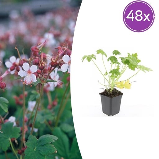 "Geranie 'Spessart' 48er-Set (Geranium macrorrhizum) – winterharte Staude, Topf-Ø 9 cm, Höhe ca. 25 cm image"