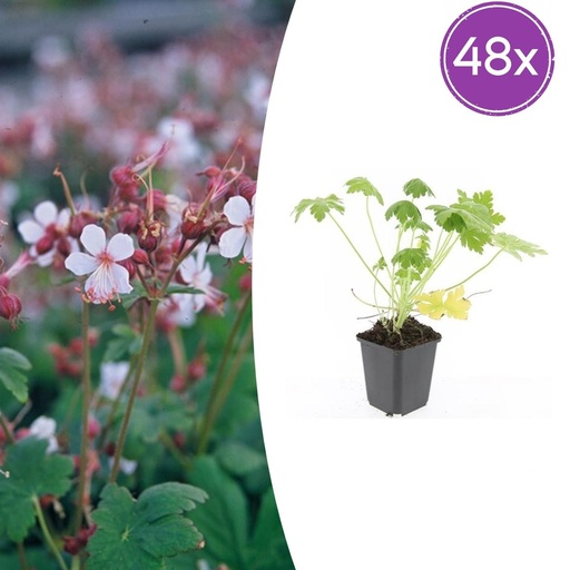 "Geranie 'Spessart' 48er-Set (Geranium macrorrhizum) – winterharte Staude, Topf-Ø 9 cm, Höhe ca. 25 cm image"