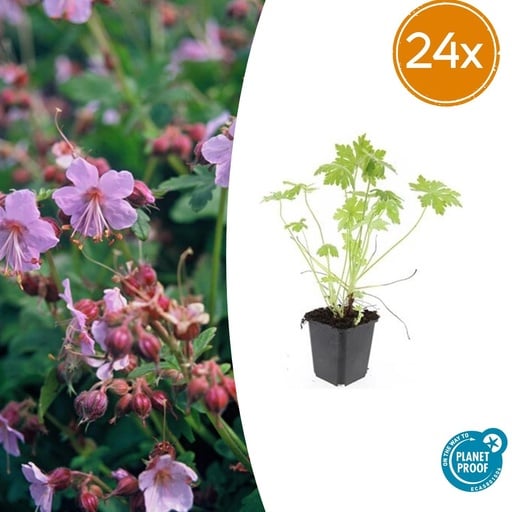 "Balkan-Storchschnabel 24er-Set (Geranium macrorrhizum) – winterharte Bodendecker-Staude, Topf-Ø 9 cm, Höhe ca. 25 cm image"