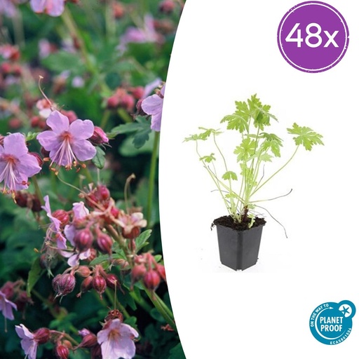 "48x Geranium macrorrhizum - ↕10-25cm - Ø9cm image"