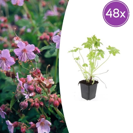 "Balkan-Storchschnabel 48er-Set (Geranium macrorrhizum) – winterharte Bodendecker-Staude, Topf-Ø 9 cm, Höhe ca. 25 cm image"