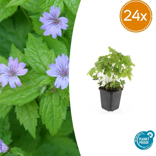 "Knotiger Storchschnabel 24er-Set (Geranium nodosum) – winterharte Staude, Topf-Ø 9 cm, Höhe ca. 25 cm image"