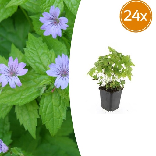 "Knotiger Storchschnabel 24er-Set (Geranium nodosum) – winterharte Staude, Topf-Ø 9 cm, Höhe ca. 25 cm image"