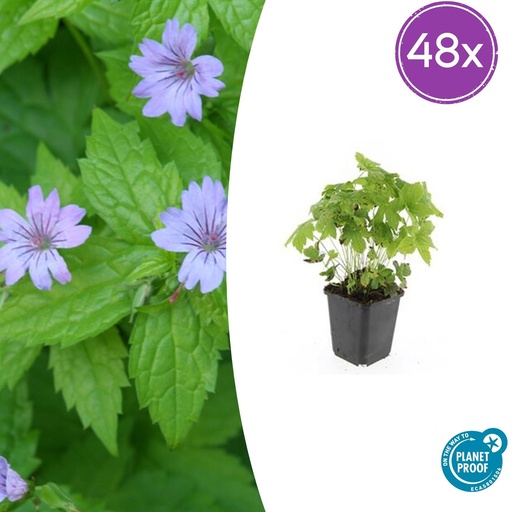 "Knotiger Storchschnabel 48er-Set (Geranium nodosum) – winterharte Staude, Topf-Ø 9 cm, Höhe ca. 25 cm image"