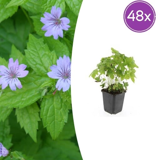 "Knotiger Storchschnabel 48er-Set (Geranium nodosum) – winterharte Staude, Topf-Ø 9 cm, Höhe ca. 25 cm image"