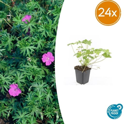 "Geranie 'Winziges Monster' 24er-Set (Geranium) – winterharte Staude, Topf-Ø 9 cm, Höhe ca. 25 cm image"