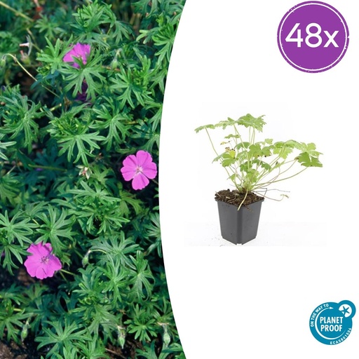 "48x Geranium 'Tiny Monster' - ↕10-25cm - Ø9cm image"