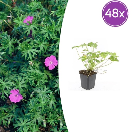 "Geranie 'Tiny Monster' 48er-Set (Geranium) – winterharte Staude, Topf-Ø 9 cm, Höhe ca. 25 cm image"