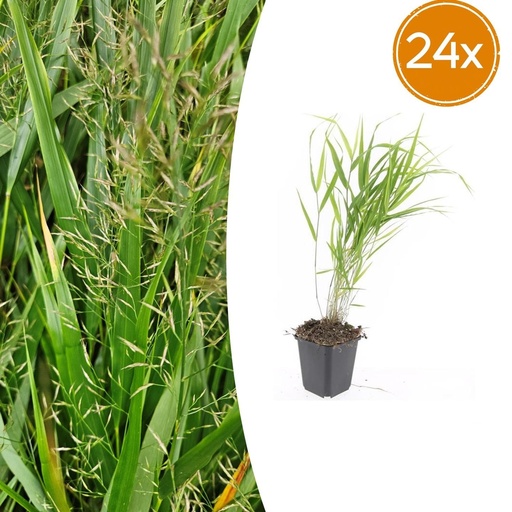"Japanisches Berggras 24er-Set (Hakonechloa macra) – winterhartes Ziergras, Topf-Ø 9 cm, Höhe ca. 25 cm image"