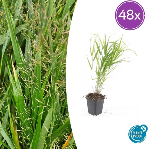 "48x Hakonechloa macra - ↕10-25cm - Ø9cm image"