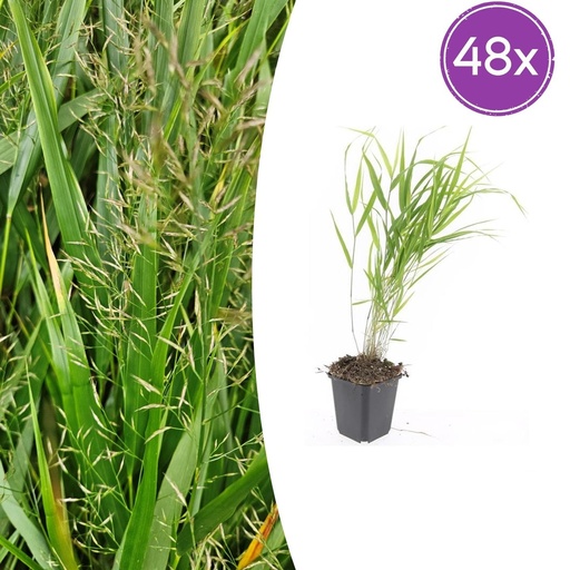 "Japanisches Berggras 48er-Set (Hakonechloa macra) – winterhartes Ziergras, Topf-Ø 9 cm, Höhe ca. 25 cm image"