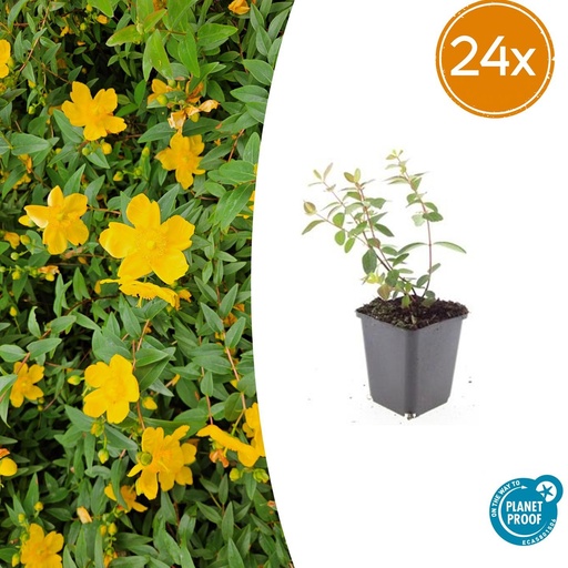 "24x Hypericum dummeri 'Peter Dummer' - ↕10-25cm - Ø9cm image"