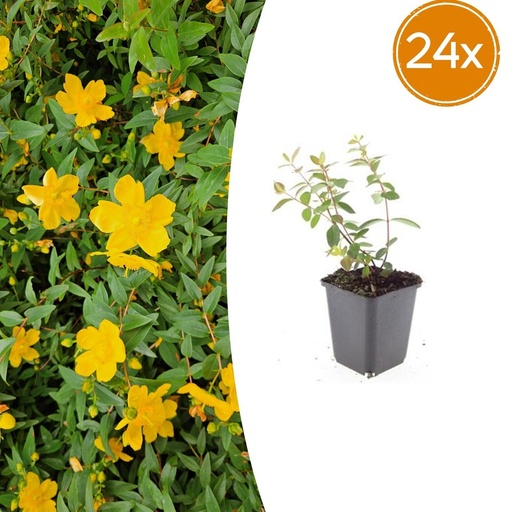 "Dummer-Johanniskraut 'Peter Dummer' 24er-Set (Hypericum dummeri) – winterharte Staude, Topf-Ø 9 cm, Höhe ca. 25 cm image"