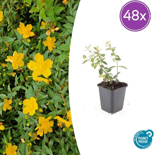 "Dummer-Johanniskraut 'Peter Dummer' 48er-Set (Hypericum dummeri) – winterharte Staude, Topf-Ø 9 cm, Höhe ca. 25 cm image"