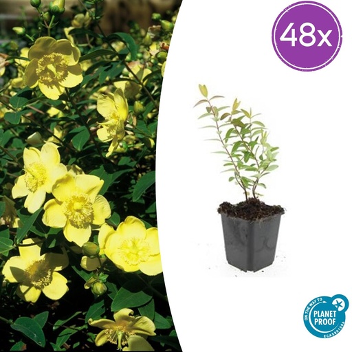 "48x Hypericum 'Hidcote' - ↕10-25cm - Ø9cm image"