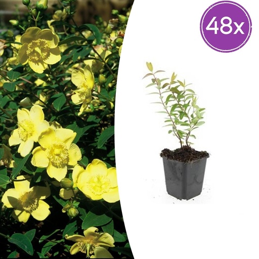 "Johanniskraut 'Hidcote' 48er-Set (Hypericum perforatum) – winterharte Staude, Topf-Ø 9 cm, Höhe ca. 25 cm image"