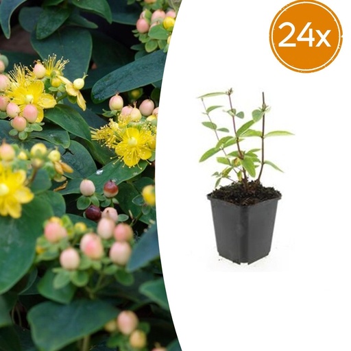 "Duftloses Johanniskraut 'Annebel' 24er-Set (Hypericum inodorum) – winterharte Staude, Topf-Ø 9 cm, Höhe ca. 25 cm image"