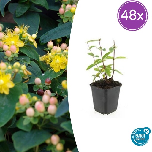 "48x Hypericum inodorum 'Annebel' - ↕10-25cm - Ø9cm image"