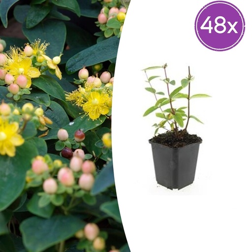 "Duftloses Johanniskraut 'Annebel' 48er-Set (Hypericum inodorum) – winterharte Staude, Topf-Ø 9 cm, Höhe ca. 25 cm image"