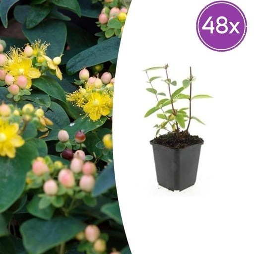 "Duftloses Johanniskraut 'Annebel' 48er-Set (Hypericum inodorum) – winterharte Staude, Topf-Ø 9 cm, Höhe ca. 25 cm image"