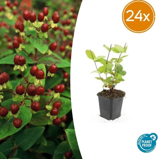 "24x Hypericum inodorum 'Beauty' - ↕10-25cm - Ø9cm image"